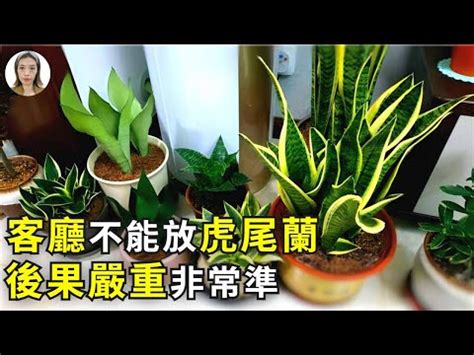 鶴望蘭風水|鶴望蘭風水：探究這個獨特的風水文化【鶴望蘭 風水】 – 八字算。